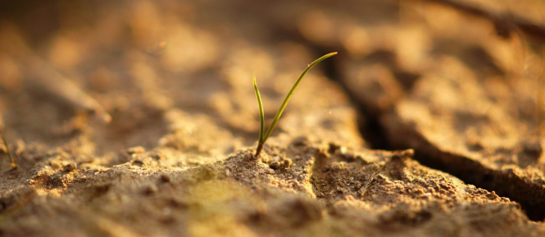 small sprout growing in dry ground